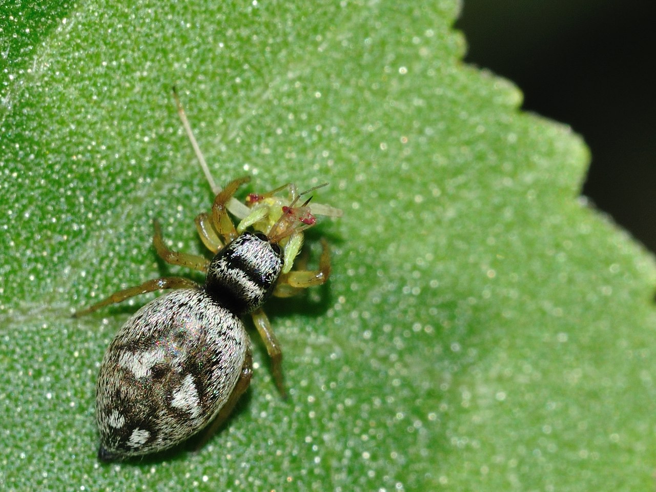 Heliophanus sp.